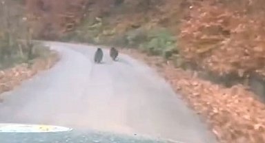 Kış uykusuna yatmayan yavru ayılar kameraya yakalandı