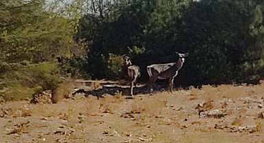 Kızıl geyikler aylar sonra Spil Dağı'nda yeniden görüntülendi