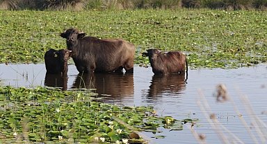 Kızılırmak Deltası'nda manda yetiştiriciliği markalaşarak geleceğe taşınıyor