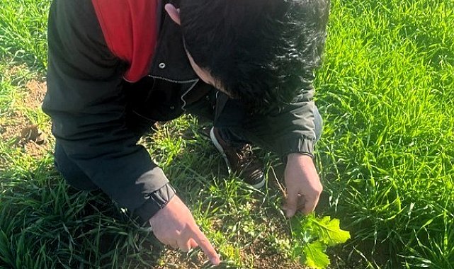 Kofçaz'da tarla faresine karşı etkin mücadele: Tarım arazilerinde fare tehdidi