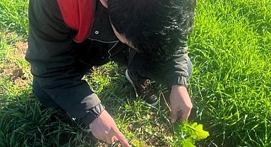 Kofçaz'da tarla faresine karşı etkin mücadele: Tarım arazilerinde fare tehdidi