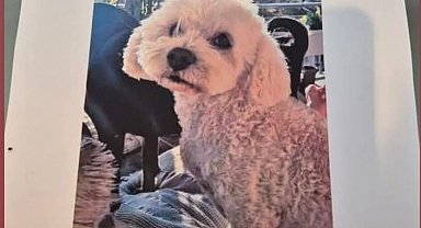 Köpeğini bulana 10 bin lira ödül verecek