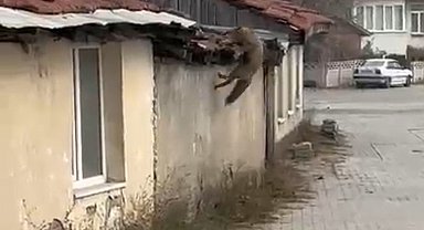 Köpek seslerini duyan tilkinin yaşadığı panik kamerada