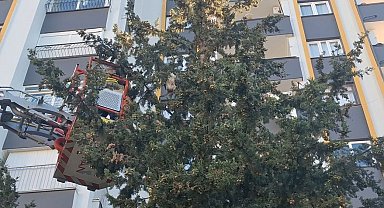 Köpekten kaçan kedi 3 gün ağaçta mahsur kaldı