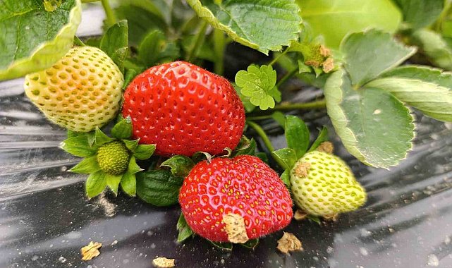 Köprübaşı'nda kış çileği 200 TL'den alıcı buluyor