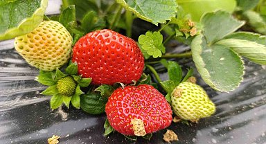 Köprübaşı'nda kış çileği 200 TL'den alıcı buluyor