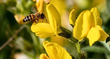 Koruma Altındaki 'Eber Sarısı'yla ilgili önemli açıklama