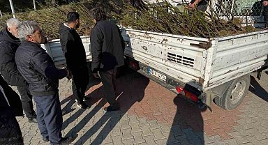 Köşk'te üreticiye tüplü incir fidanı desteği