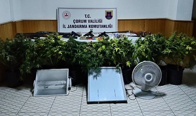 Köy evinde çadır kurup skunk yetiştiren şahsa operasyon