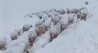 Koyun sürüsünün kar altında zorlu yolculuğu