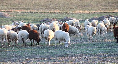 Koyunlar bu kışı kırda otlayarak geçiriyor