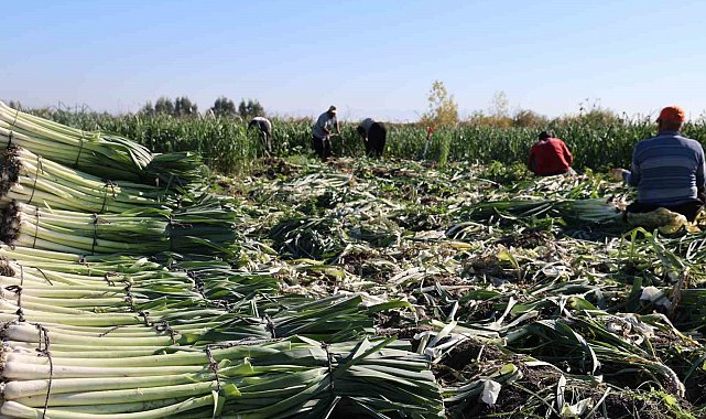 Kozan'da pırasa hasadı başladı: 20-22 TL'den alıcı buluyor
