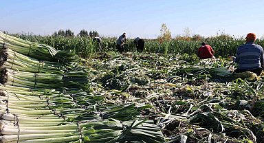 Kozan'da pırasa hasadı başladı: 20-22 TL'den alıcı buluyor