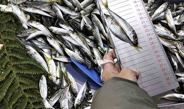 Küçük boy balık satışı yapan iş yerine ceza