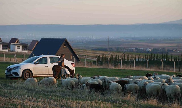 Küçük kız baba mesleği çobanlığı devam ettiriyor: Eşeğinin üzerinde koyunlarını güdüyor