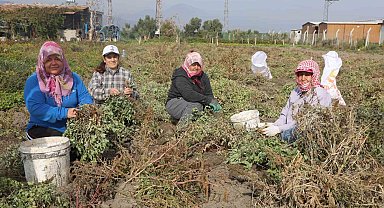 Kuraklığın rekolteyi etkilediği yer fıstığında hasat başladı