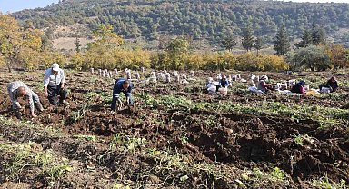 Kuraklık nedeniyle verimin yarı yarıya düştüğü tatlı patateste son hasat yapıldı