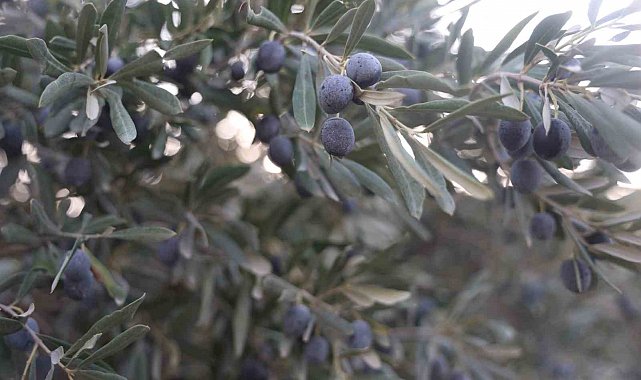 Kuraklık zeytin hasadında yağ verimini olumsuz etkiledi