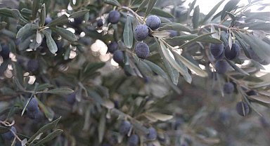 Kuraklık zeytin hasadında yağ verimini olumsuz etkiledi