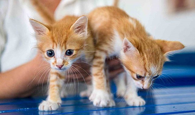 Kuşadası Belediyesi Veteriner İşleri Müdürlüğü'nden 'mikroçip taktırın' uyarısı