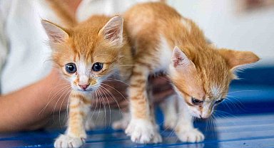 Kuşadası Belediyesi Veteriner İşleri Müdürlüğü'nden 'mikroçip taktırın' uyarısı