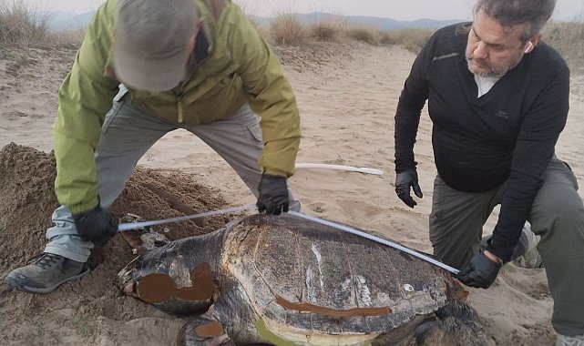 Kuşadası'nda son bir haftada 3 deniz kaplumbağası ölü bulundu