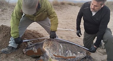 Kuşadası'nda son bir haftada 3 deniz kaplumbağası ölü bulundu