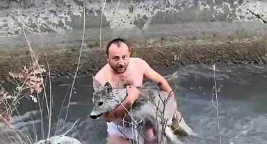 Kütahya'da su kanalına düşen karaca kurtarıldı
