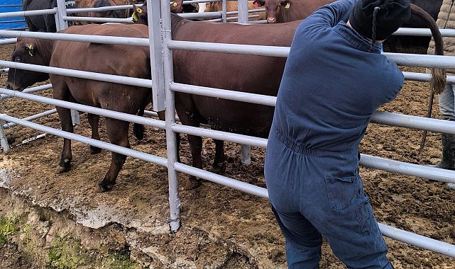 Kütahya'ya Brezilya'dan gelen ithal gebe düveler sağlık kontrolünden geçirildi