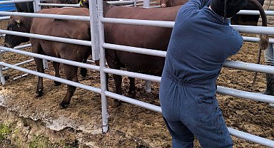 Kütahya'ya Brezilya'dan gelen ithal gebe düveler sağlık kontrolünden geçirildi