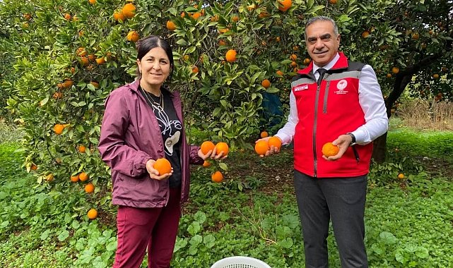 Kuyucak'ta portakal hasadı yapıldı, üreticilere belgeleri teslim edildi