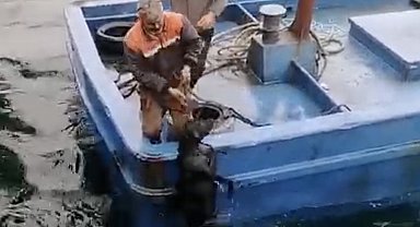 Lapseki'de iskelede denize düşerek sürüklenen köpeğin yardımına balıkçılar yetişti