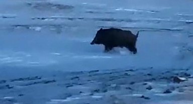 Mahalleye yakın bir noktada domuz görüldü