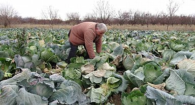 Malatya'da çiftçiler alternatif ürünlerle zararlarını telefi ediyor