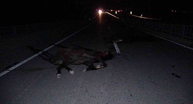 Malatya'da feci olay: Milyonluk taylar karayolunda telef oldu