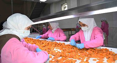 Malatya'da kuru kayısıda 11 ayda 275 milyon dolar gelir elde edildi