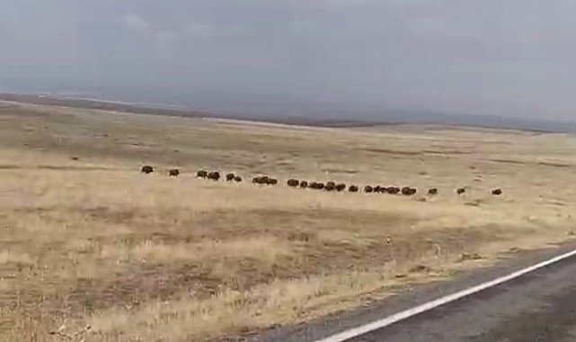 Malazgirt'te domuz sürüsü görüntülendi