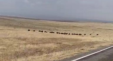 Malazgirt'te domuz sürüsü görüntülendi