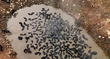 Mandaların kaplıca keyfi havadan görüntülendi