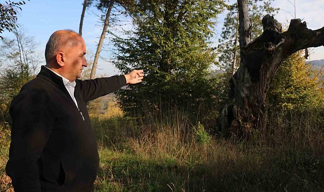 Maneviyat merkeziydi, otluk alana döndü: Mezarlıktan geriye çürümüş ağaç kaldı