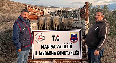 Manisa'da çalınan koyunlar, jandarma tarafından bulundu