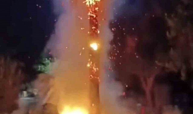 Mardin'de 15 yıllık palmiye ağacını ateşe verdiler