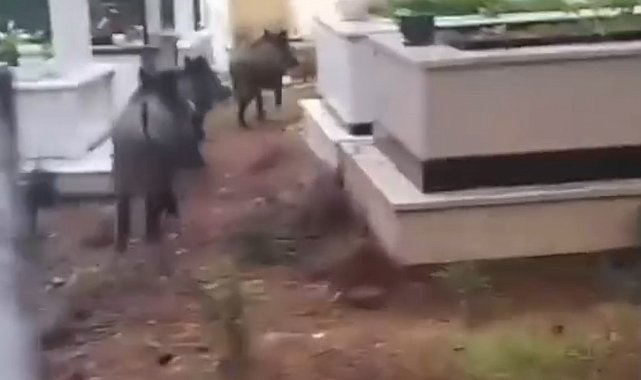 Marmaris'te domuz istilası sürüyor: "Yeni adres mezarlıklar"