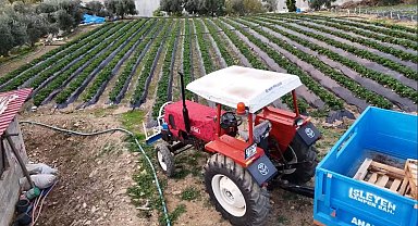 Mersin'de çilekte kış hasadı: Bahçede kilogramı 130 TL
