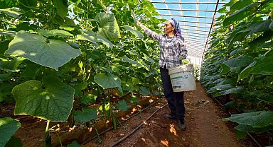 Mersin'de hıyar fidesi desteği Aydıncık'ta hasada dönüştü