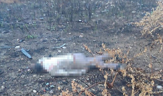 Mersin'de kaza yapan araç otoyolda, sürücüsü 30 metrelik köprünün altında ölü bulundu