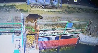 Mevsim normalleri değişti, ayılar hâlâ uyanık