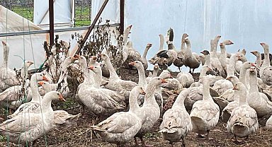 Meyve bahçelerinde yabani otla mücadelede kazlar sahaya indi