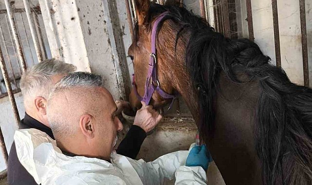 Milyonluk safkan İngiliz atına sağlık taraması