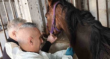 Milyonluk safkan İngiliz atına sağlık taraması